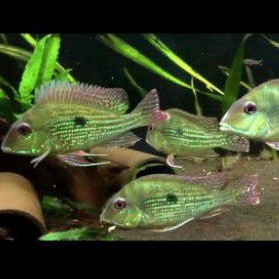 Geophagus Abalios Rio American Cichlid