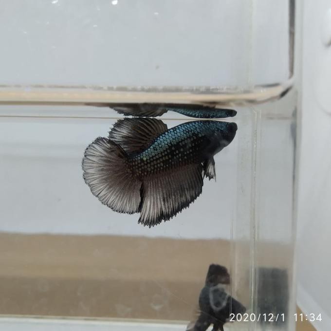 Terbaru Ikan Cupang Halfmoon Black Copper