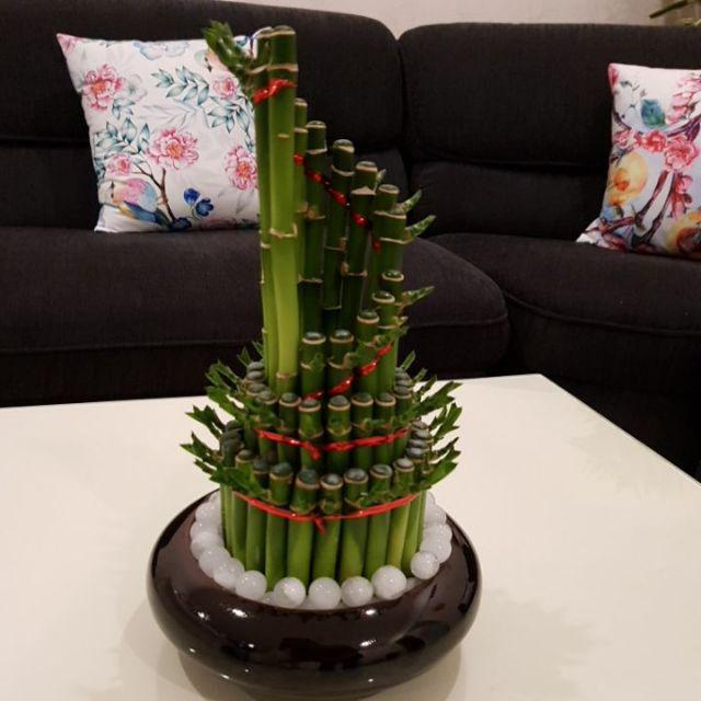 Bambu Hoki Lucky Bamboo