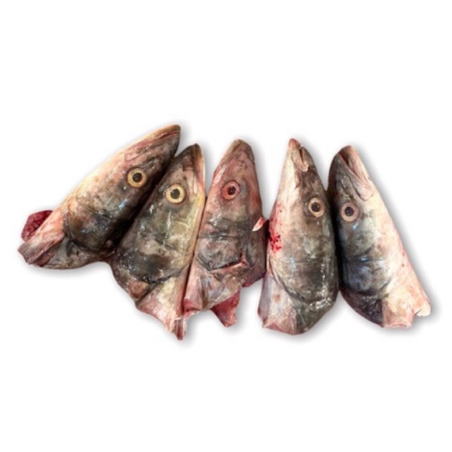

kepala ikan gabus laut / tenggiri