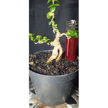 BAKALAN BONSAI SANCANG SHITO