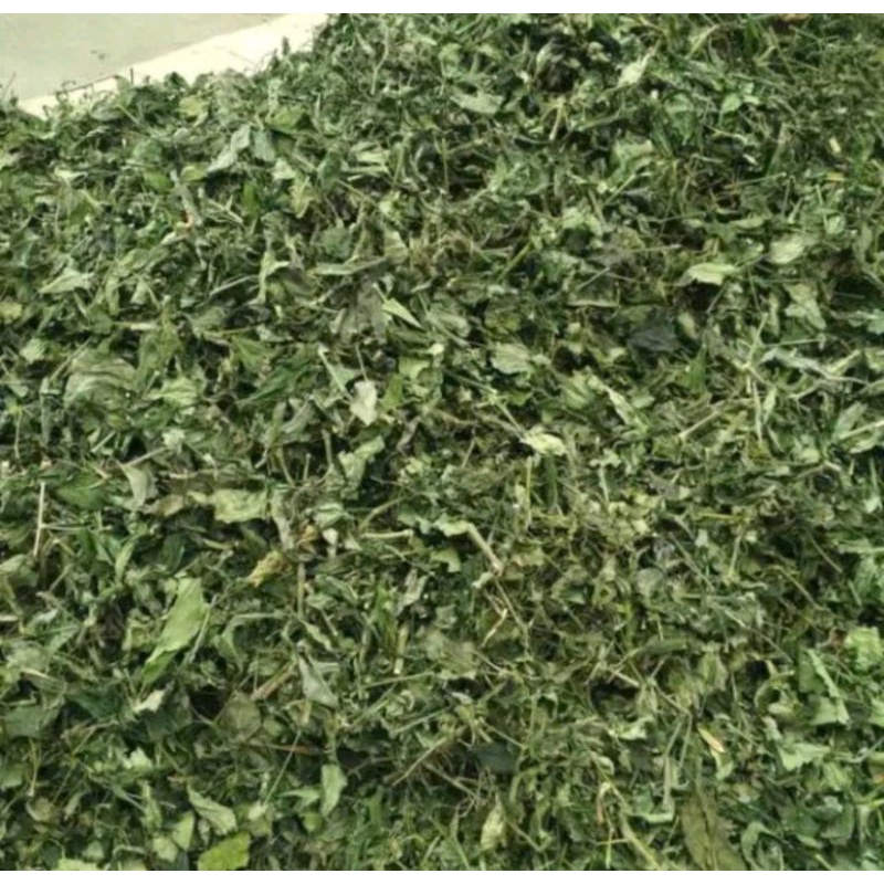 

Daun sambiloto kering murni paitan herbal