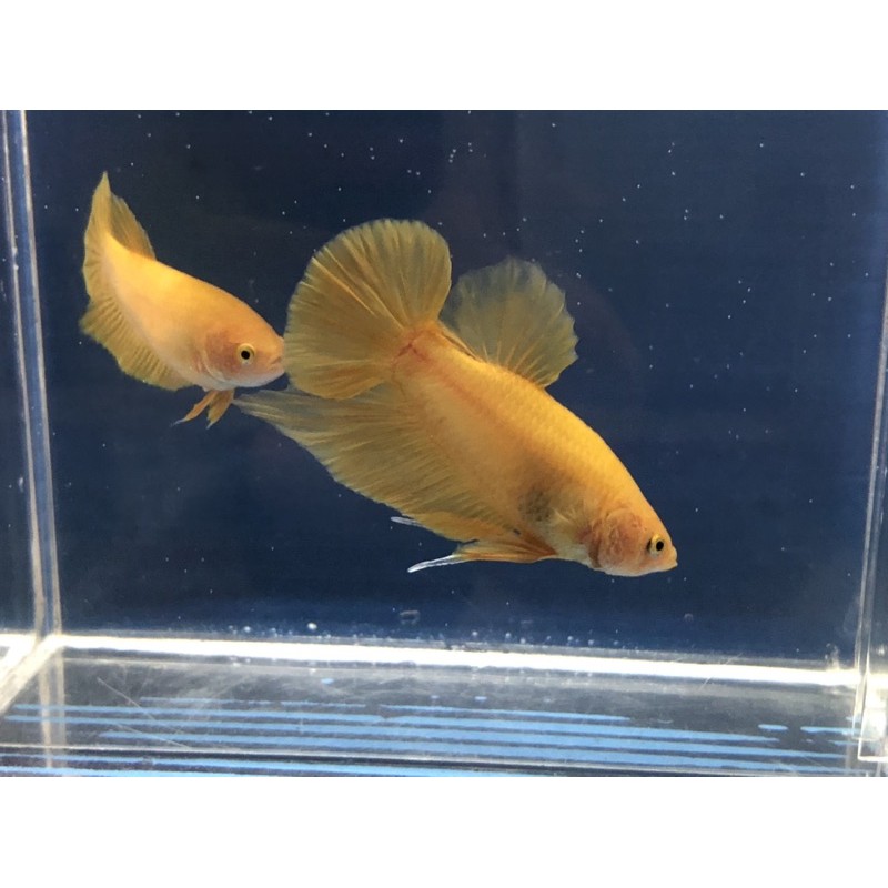 cupang yellow solid yellow banana