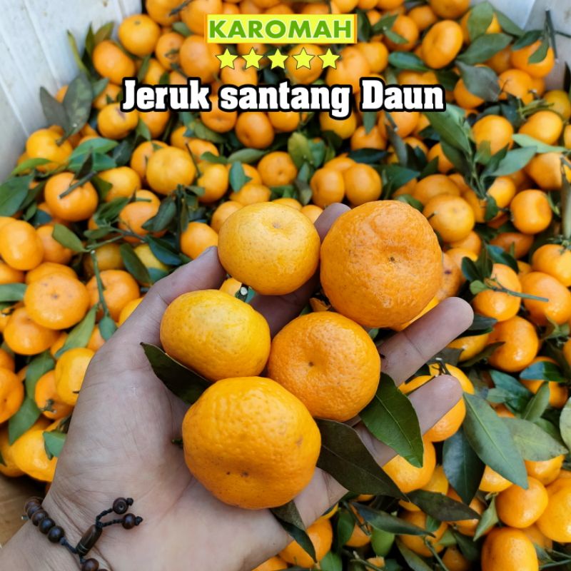 

JERUK SANTANG MADU DAUN 500GRAM MANIS SEGAR