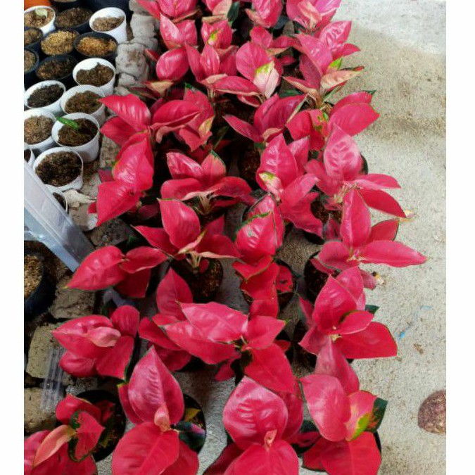 aglaonema SUKSOM JAIPONG SUPER RED
