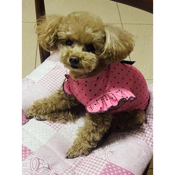 Polka Bow Top for Cat Dog Baju Anjing Kucing Lucu