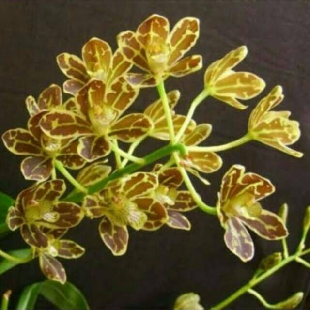 Grammatophyllum Scriptum - Thailand