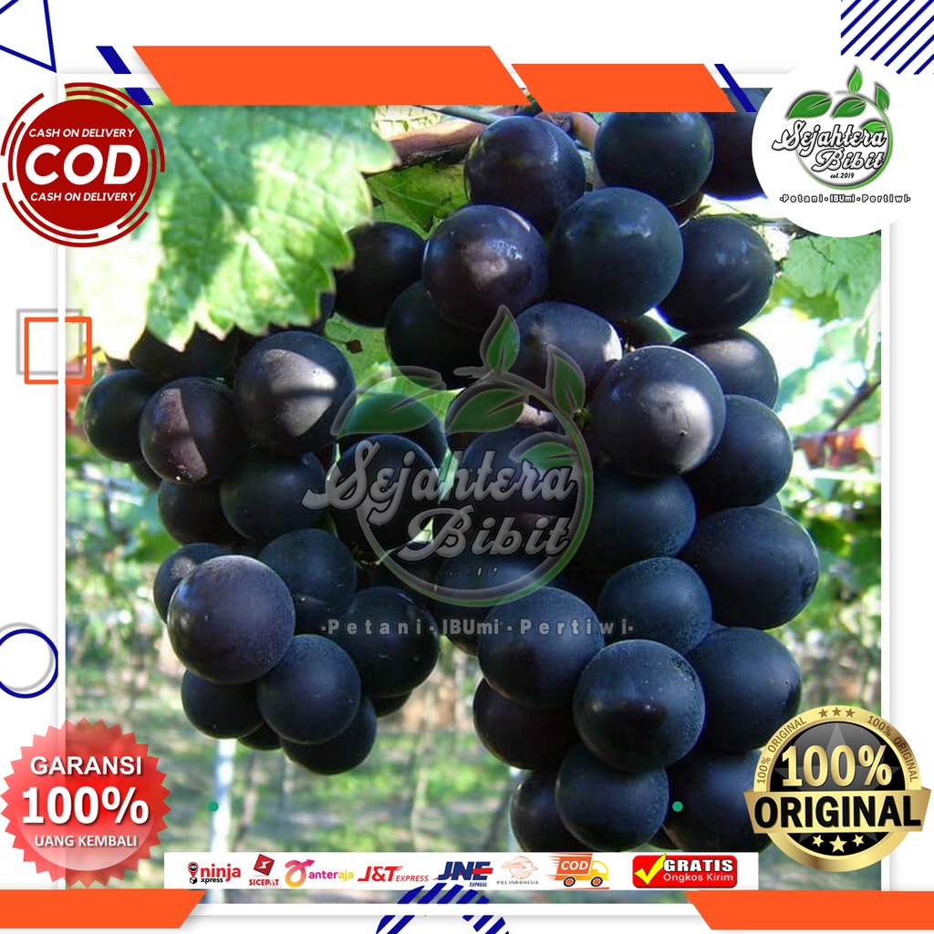 (BELI 2) ANGGUR HITAM KEUNGUAN (GRATIS BIBIT STRAWBERRY JUMBO)