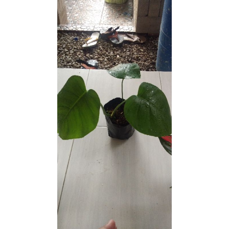 monstera borsigiana