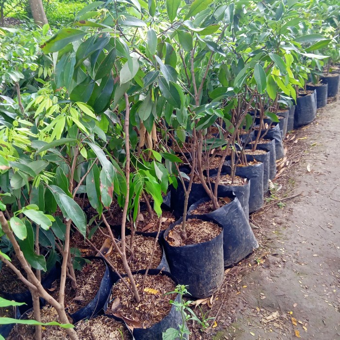 READY BIBIT TANAMAN BUAH LECI MERAH BATANG BESAR @