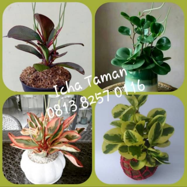Paket 4 Tanaman Hias Pohon Teplan Hitam - Teplan Hijau - Teplan Merah - Teplan Kuning