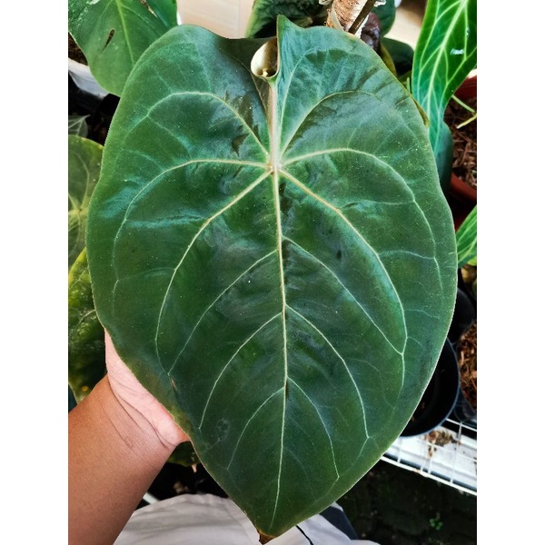 Tanaman hias Anthurium Dressleri x forgetii / Anturium dresleri x forgeti / Anturium deresleri Hybri