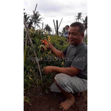 15 Biji - Benih cabe rawit ORION, buah bergerombol, unggul