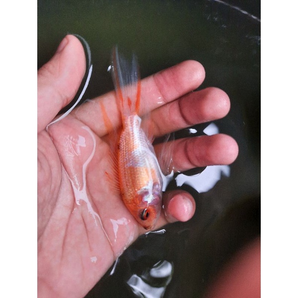 Ikan Nila Slayer Ukuran Bibit Minimal Pesan 10 Ekor