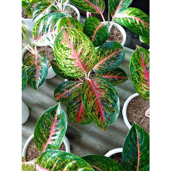 Aglonema Big papa Jumbo