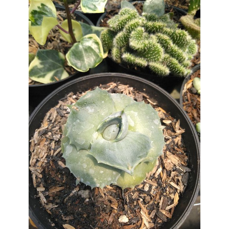 Agave shoji raijin pot 10