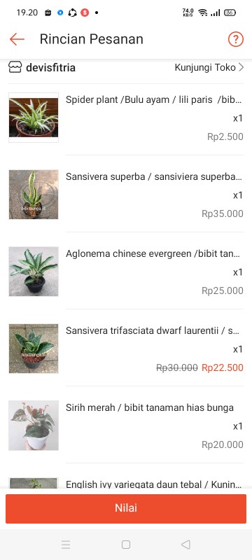 Sansivera Trifasciata / Sansiviera Belang / Sansevieria / Sansivieria