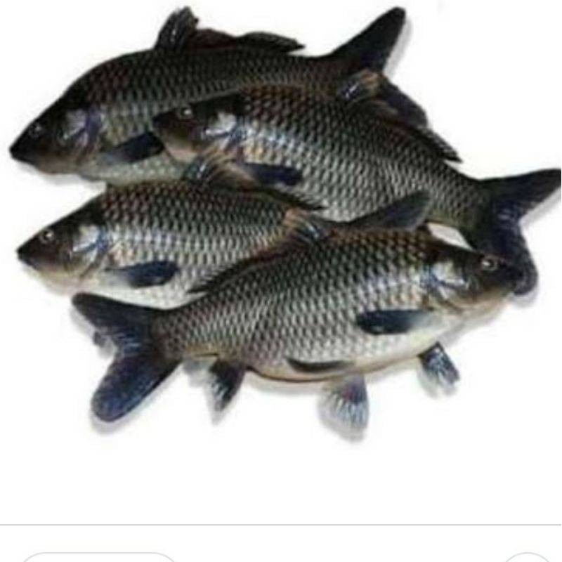 

Ikan mas 1kg