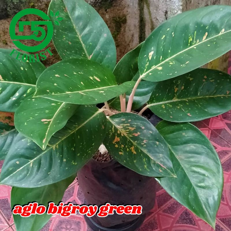 Aglonema bigroy green indukan aglonema bigroy hijau tanaman hias aglonema