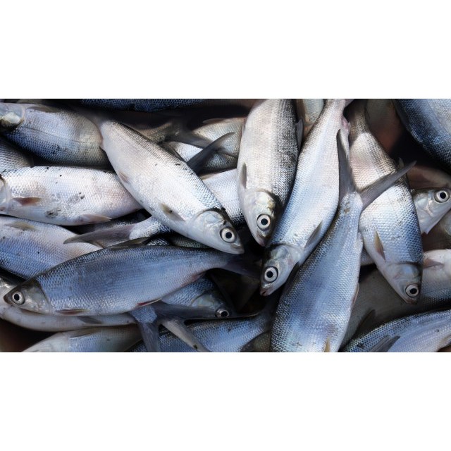 

Bandung - Ikan Bandeng Segar 1 kg (Pengiriman H+1)