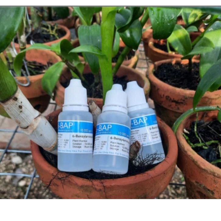 ⚡pecial 7.7 hormon 6 bap benzylaminopurine bap biru hormon pertumbuhan tunas produck terbaik