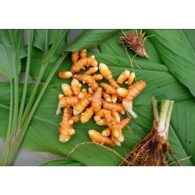 

Kunir Kuning 500g