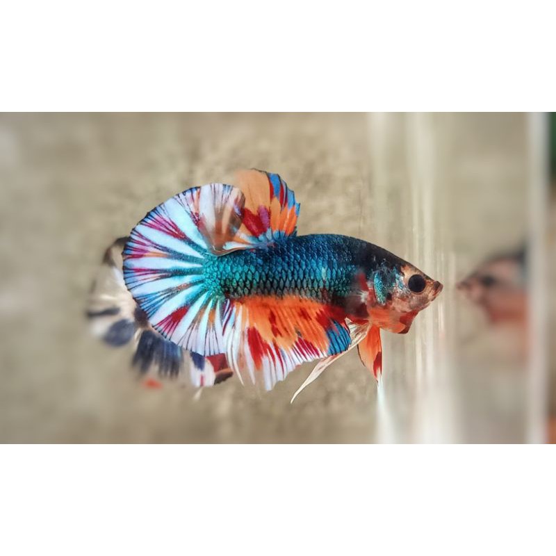 CUPANG HMPK MULTICOLOR