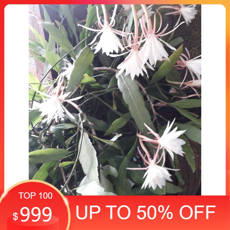 Bibit Wijaya Kusuma Mini asli