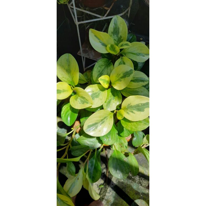 peperomia varigata