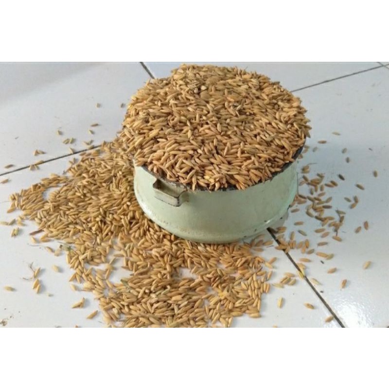 Padi Gabah Kering 500 gram