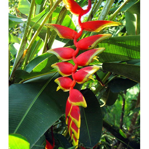 paket 10 tanaman hias pisang bali heliconia - pisang bali