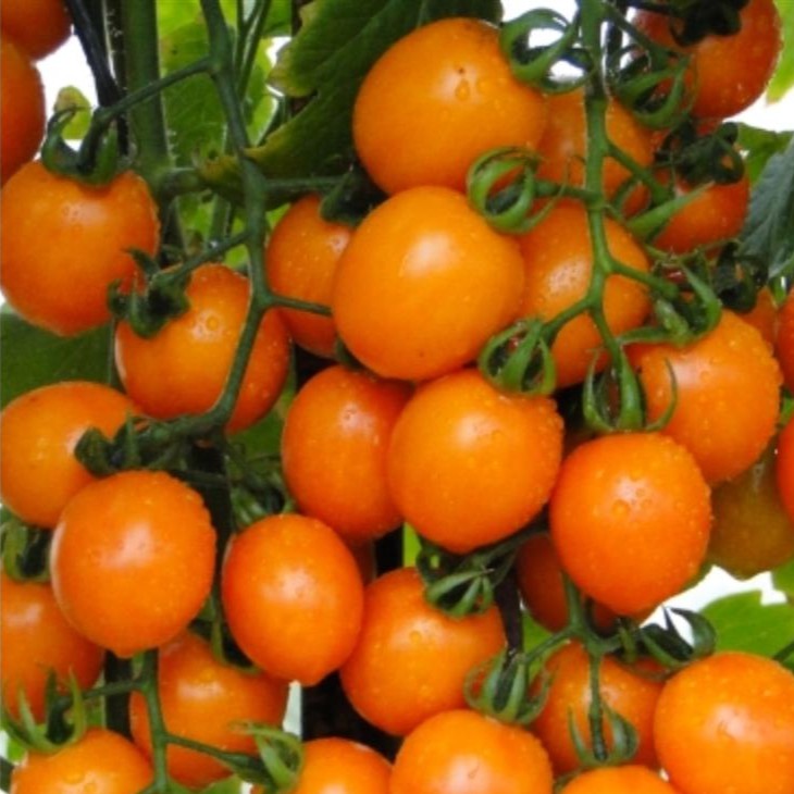 5 Bibit Tomat Cherry Orange Golden Gem F1 Benih Sayuran Chery Buah Cerry Bulat Ceri Tanaman Hias