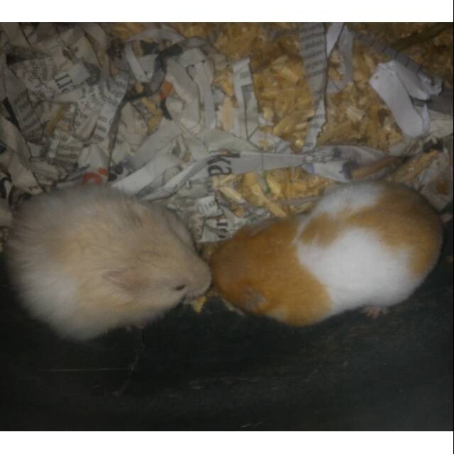 Indukan Hamster syrian siap kawin