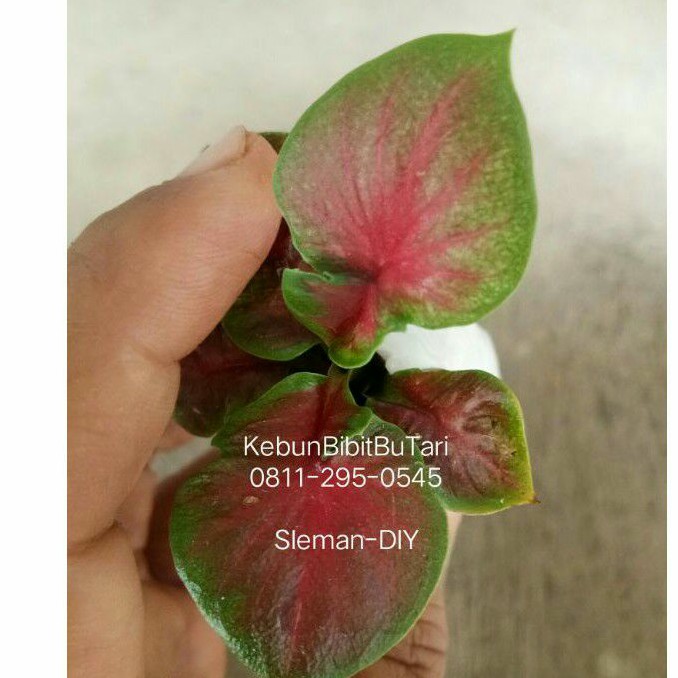 Bibit Caladiun Red Jaguar - Caladium daun Ganda ~ Keladi Hias Thailand