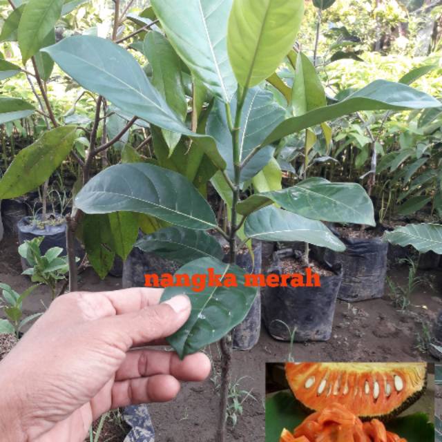BIBIT NANGKA MERAH OKULASI