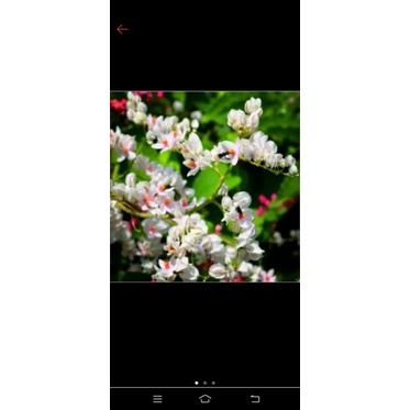 PROMO TERMURAH Biji bunga AMP putih 110 biji