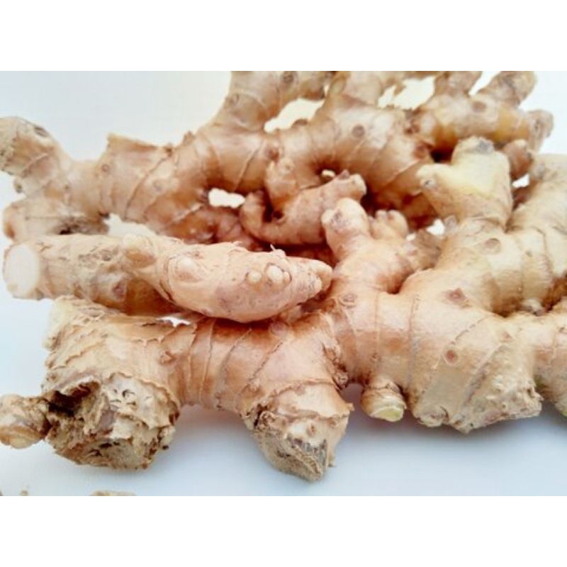 

Lempuyang Emprit Segar / Bitter Ginger 250 gr