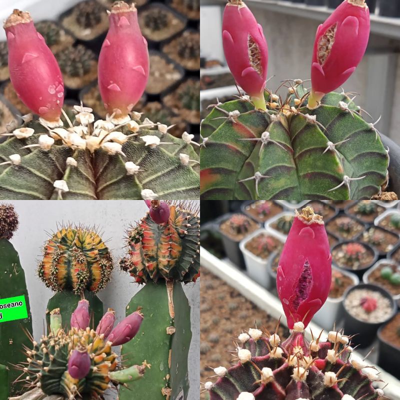 Biji mix kaktus caktus cactus biji kaktus untuk semai