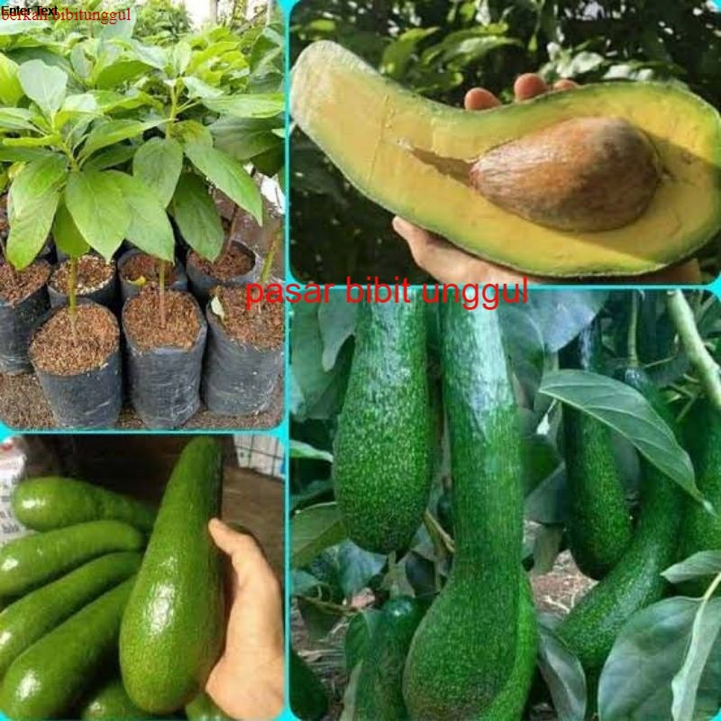 Bibit Alpukat Aligator Jumbo Bibit Buah Alpukat Aligator Hasil Okulasi Cepat Berbuah Bibit Alpukat a