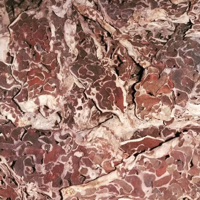 Sarang Semut Putih Asli Papua