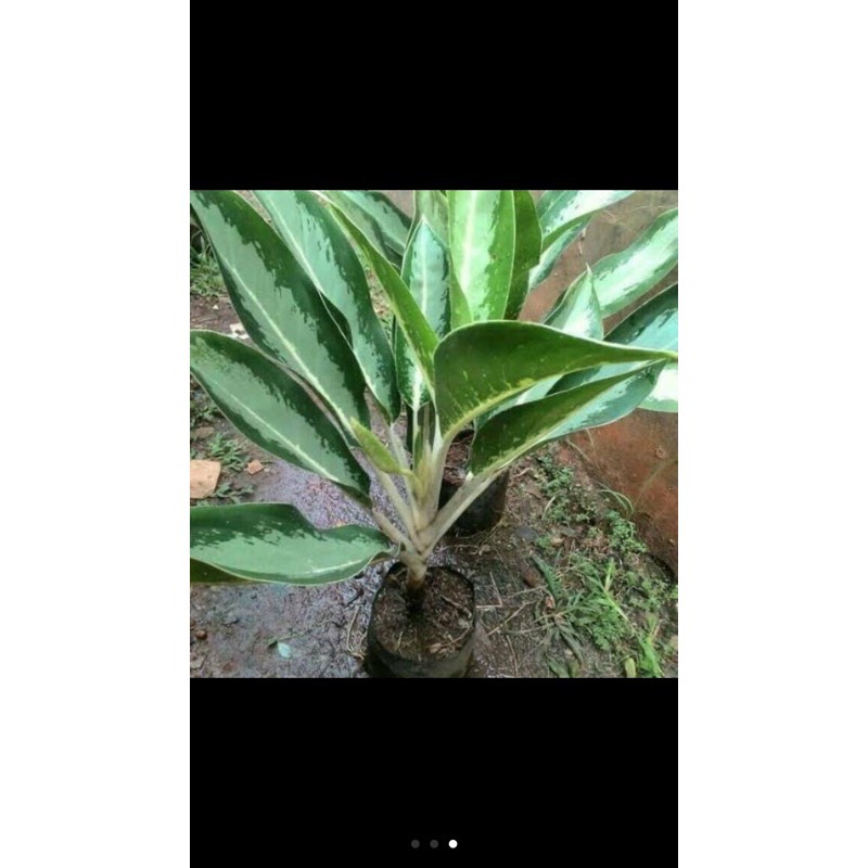 Sri Rejeki putih hijau