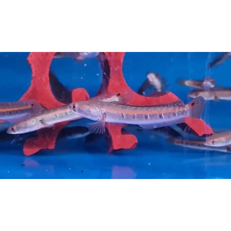 pseudo marulius Western