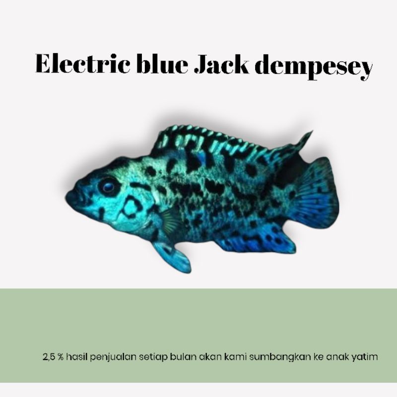 ikan cichlid American electrik blue Jack dempasey (EBJD)