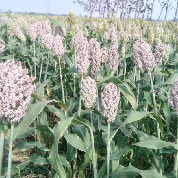 (50 biji) Benih Bibit Jagung Cantel Jagung Sorgum Putih