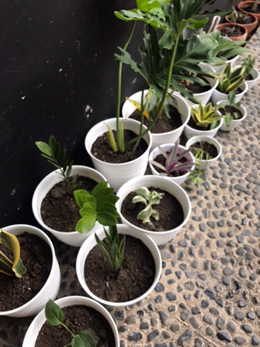 Pot Tawon 12 Cm Untuk Tanaman