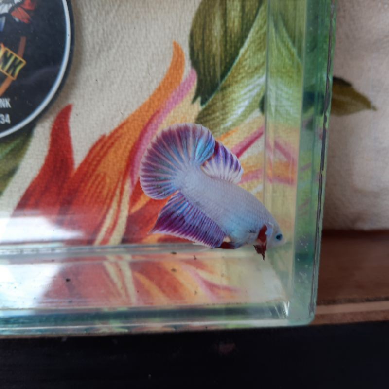 

ikan cupang lavender male murah size M 4 bulan
