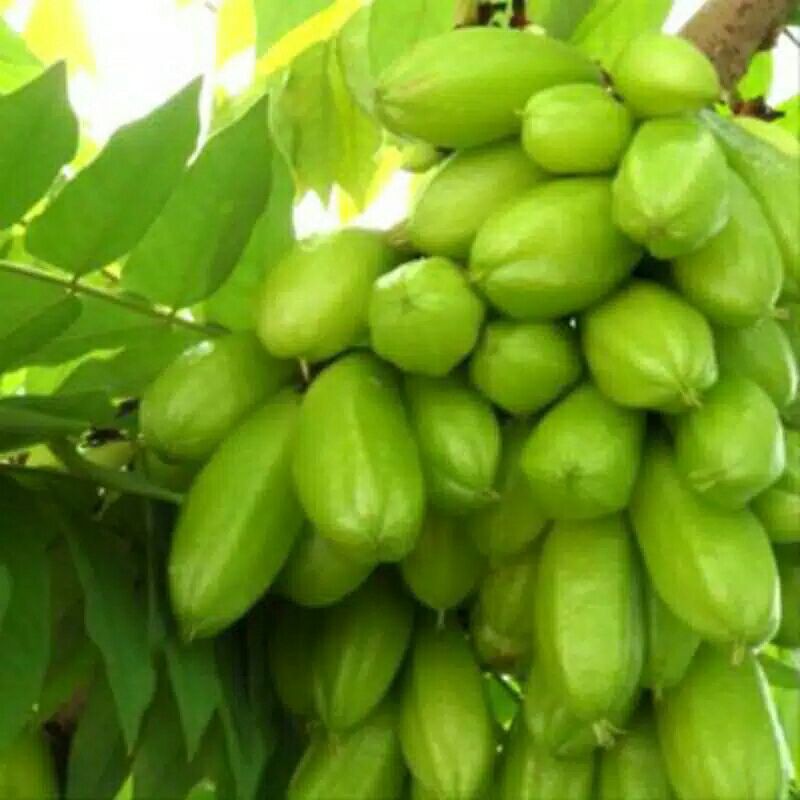 

500gra TTm blimbing wuluh segar