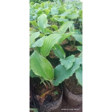 Pohon Kunyit Hitam Asli Import Dari India