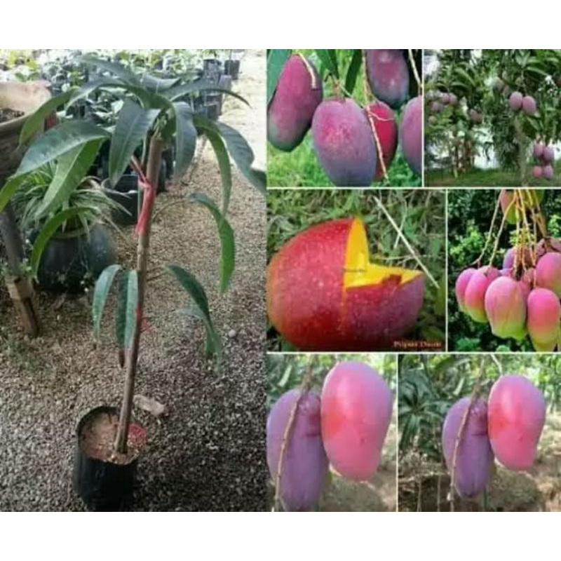 Bibit Mangga Irwin Okulasi Cepat Berbuah, Mangga Pendek Sudah berbuah