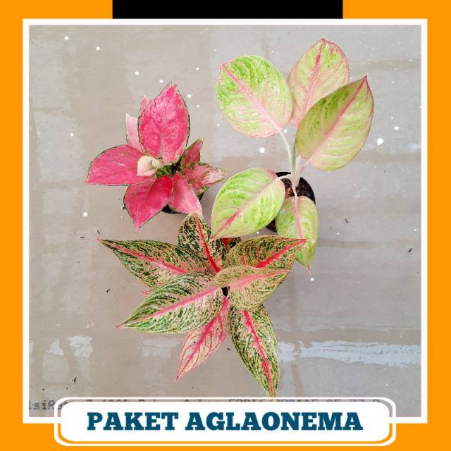 Paket Hemat Aglonema ( pink anjamani, Golden Siam, Legacy )